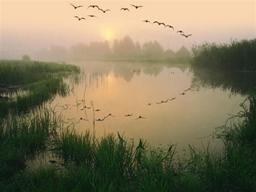 Geese