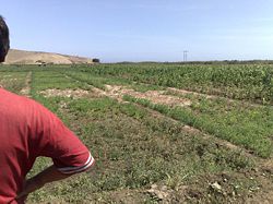 Irrigated saline land with poor crop stand