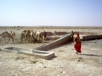Camel Watering